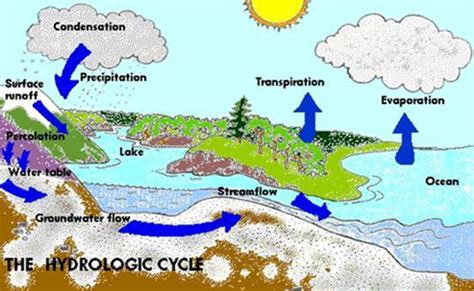 Draw a picture of the water cycle. BIO 210 Study Guide (2010-11 Bruggink) - Instructor Bruggink at Northern Michigan University ...