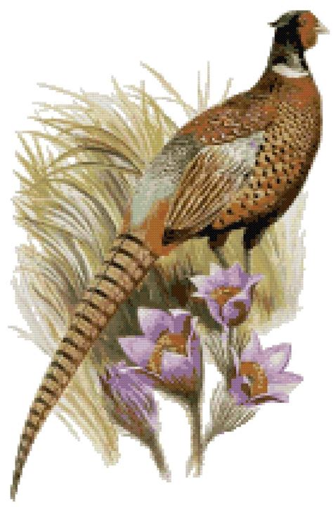 We both began in 1983, and love to reminisce about how far we've come! South Dakota State Bird and Flower Chinese Ring-Necked ...