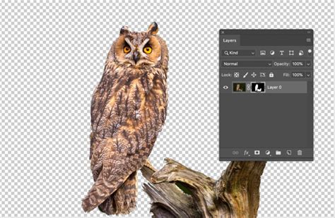 How To Remove Backgrounds From Images Shutterstock