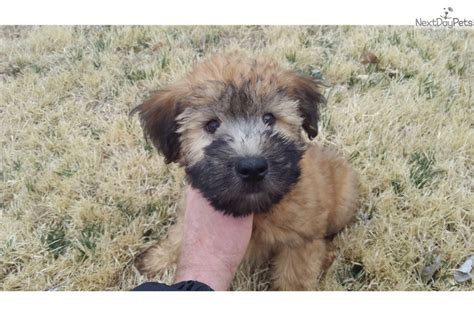 The soft coated wheaten terrier was first registered by the akc in 1973 and was grouped as terrier. Bella Wants U: Soft Coated Wheaten Terrier puppy for sale near Joplin, Missouri. | 50ba7748-3351