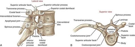 Axial Skeleton Osteology And Arthrology Clinical Gate