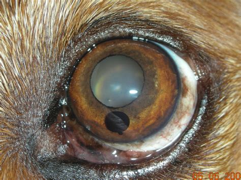 Vision Care For Animalseye Diseases