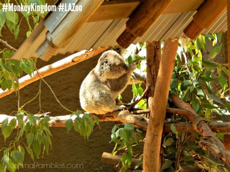 Trip To The La Zoo For Disneynatures Monkey Kingdom ~