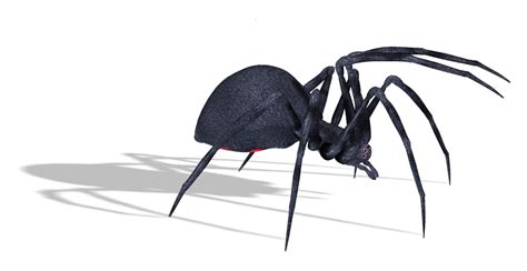 Spider Png Image Purepng Free Transparent Cc0 Png Image Library