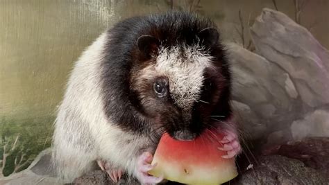 25 What Animals Eat Watermelon Rupertdionne