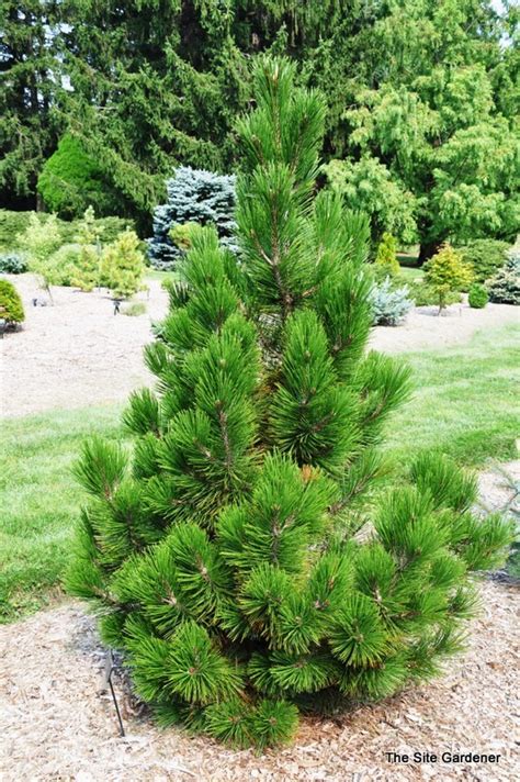 Or, maybe i'm getting ahead of myself. Pinus Bosnian Emerald Arrow - The Site Gardener