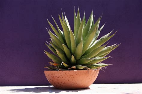 Concime granulare per piante in vaso. Agave pflegen » Gießen, Düngen, Schneiden und mehr