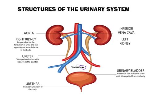 The Urinary System And Cardiovascular System In The Human Body Free