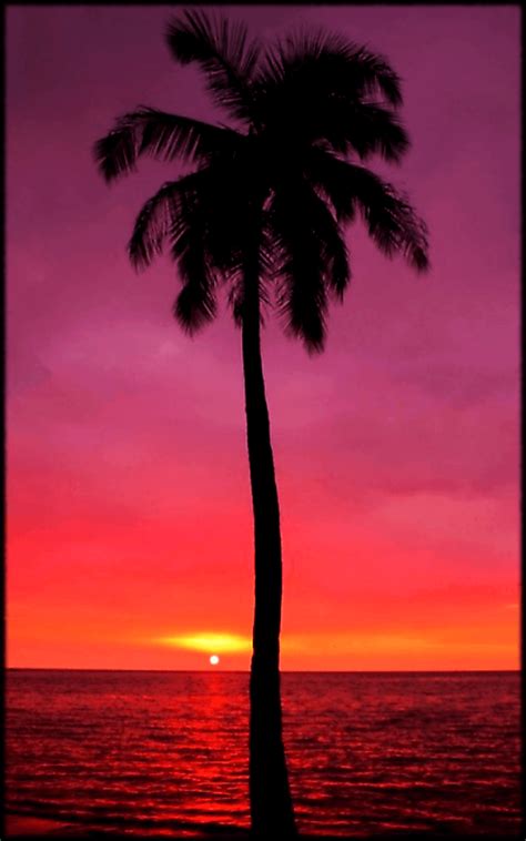 Pink Palm Tree Phone Wallpapers 4k Hd Pink Palm Tree Phone