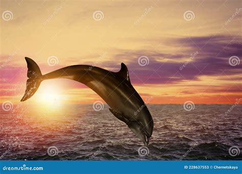 Beautiful Bottlenose Dolphin Jumping Out Of Sea At Sunset Stock Image