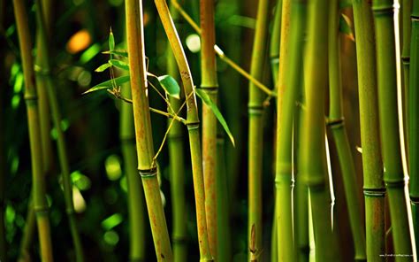 Bambous pas cher Bambou non traçant Le Jardin de Stéphane