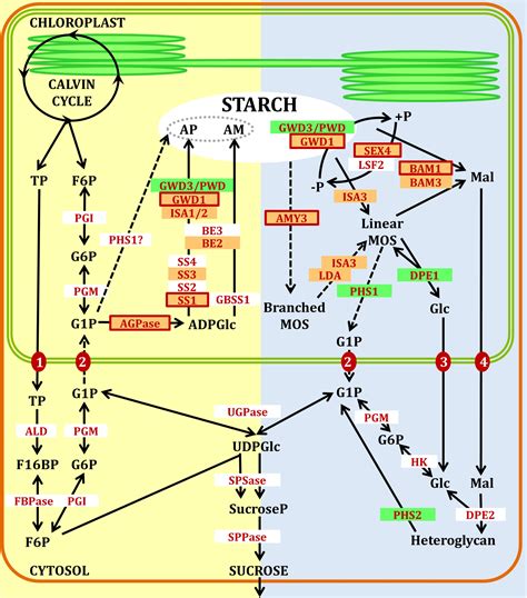 Frontiers Redox Regulation Of Starch Metabolism