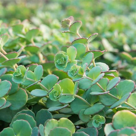 Spring Hill Nurseries 3 In Pot Blue Creeping Sedum Ground Cover With