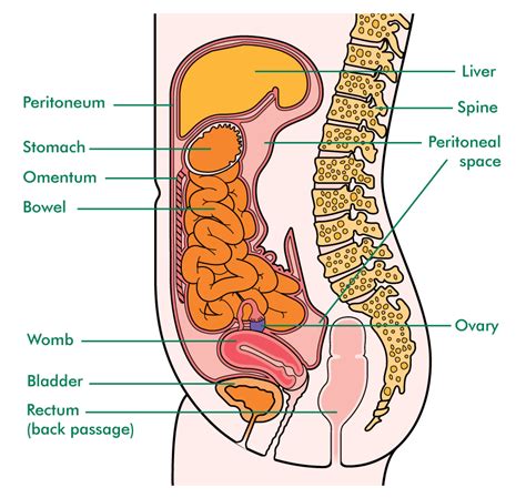Abdominal surface anatomy can be described when viewed from in front of the abdomen in 2 ways surface anatomy. The ovaries, fallopian tubes and peritoneum ...