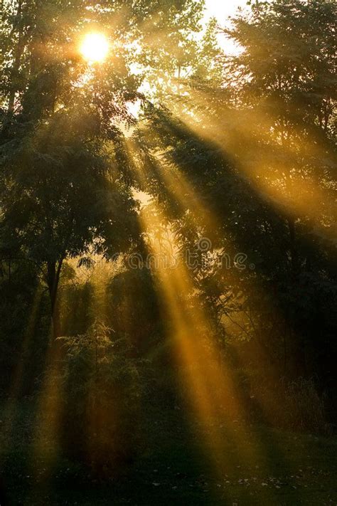 Long Sun Rays Stock Image Image Of Long Backyard Forest 6610909
