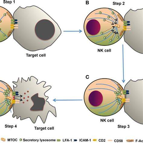 Schematic Representation Of Natural Killer NK Cell Activating