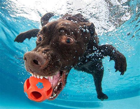Underwater Dog Wallpapers