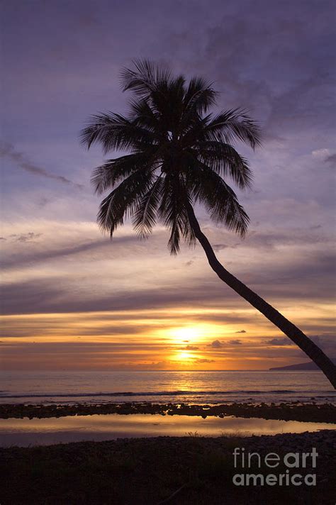 Palm Tree Silhouette Photograph By Ron Dahlquist Printscapes
