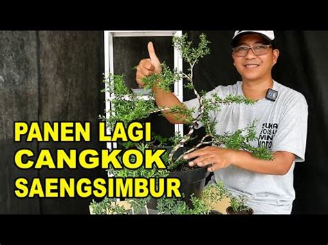 Panen Lagi Cangkokan Saengsimbur Micro Vietnam Youtube