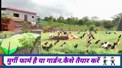 Pure Desi Murgi Farmingpure Desi Murgi Farming In Indiadesi Murgi