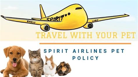 Procedure for the air carriage of pets in russia and abroad. Spirit Airlines Pet Policy : Get Online Terms & Conditions