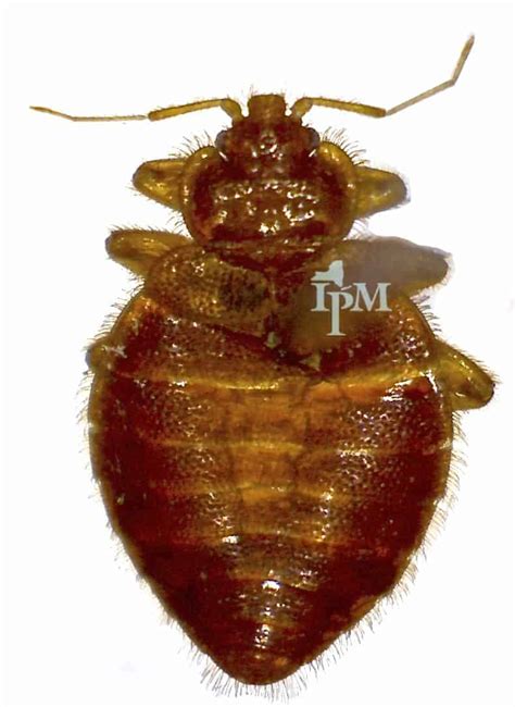 Common Bugs Mistaken For Bed Bugs