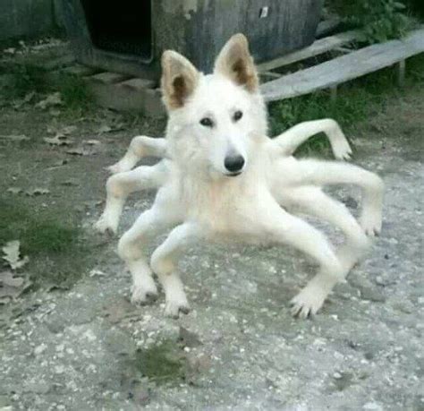 Cursed Images Of Animals Whatistheconceptofphotography