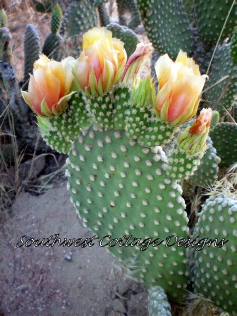 Cactus propagation is easy, the method of propagating depends on the type of cactus you are dealing with. Thorny cactus pads, either green or purple, are flat ...