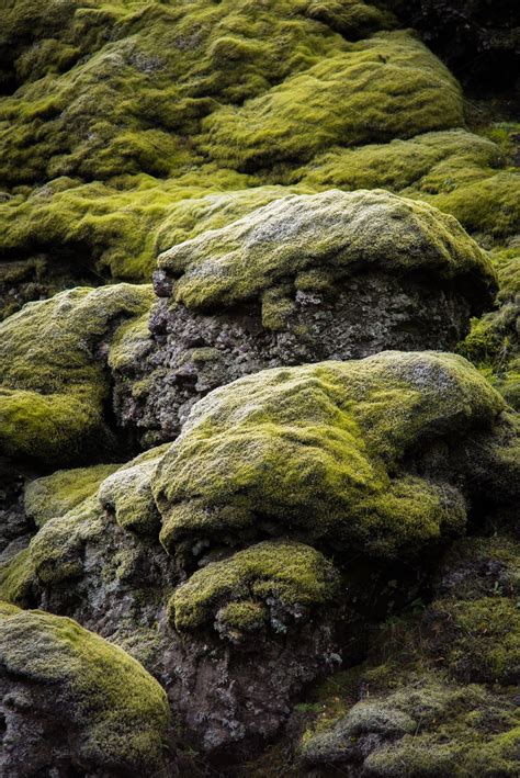 Icelandic Moss High Quality Nature Stock Photos ~ Creative Market