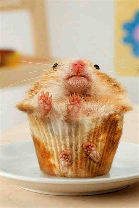 Hamster Cupcake Ratf