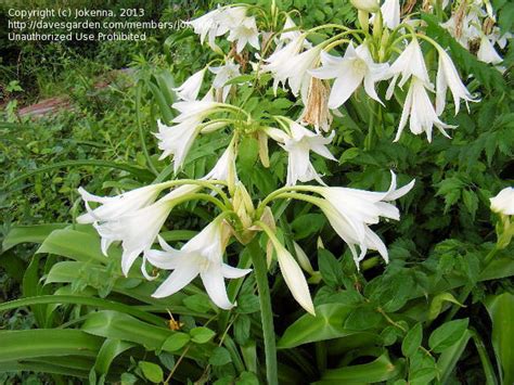 Plantfiles Pictures Crinum White Powell Lily Album Crinum X