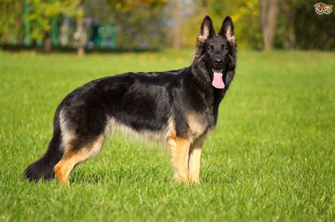 German Shepherd Dog Breed Information Buying Advice Photos And Facts