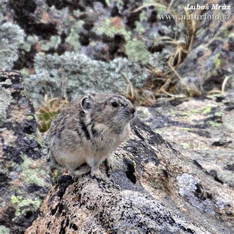 American Pika Photos American Pika Images Nature Wildlife Pictures