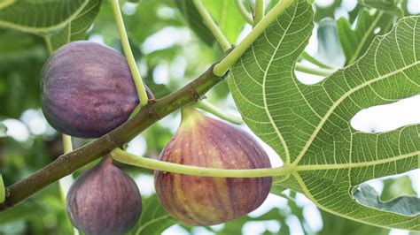How To Plant Grow And Prune Fig Trees Bunnings New Zealand