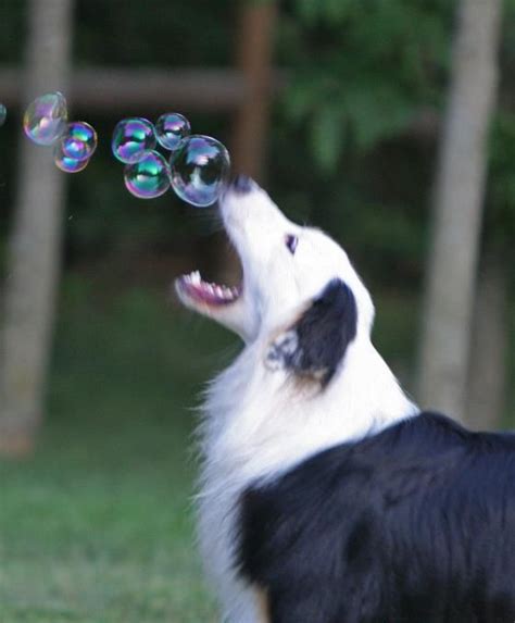 Bubbles Cute Dogs Dogs Animal Photography