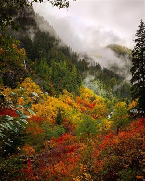 Misty Valley Beautiful Leaves Mountains Fog Rain Pine Trees Red