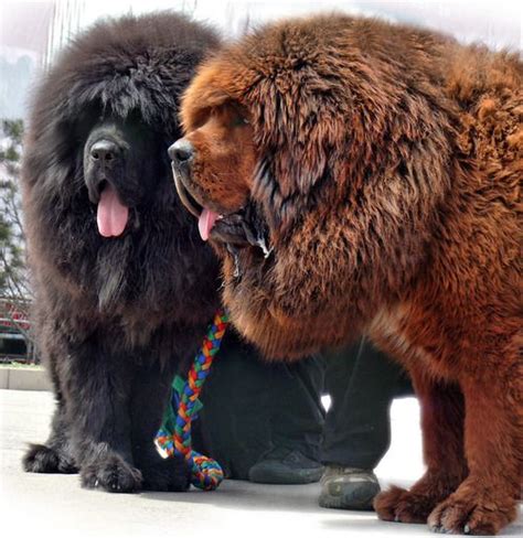 Tibetan Mastiff They Look Like Big Bearsand They Are