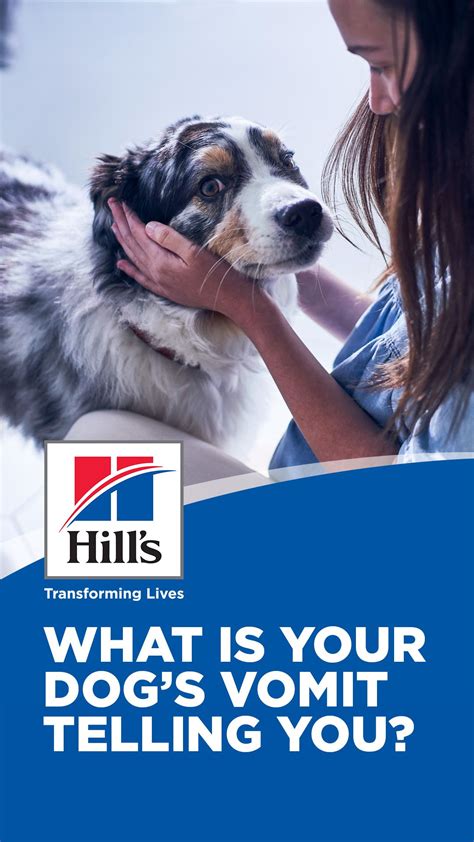 Dog throwing up undigested food. Causes of Dog Vomit: What You Need to Know | Hill's Pet ...