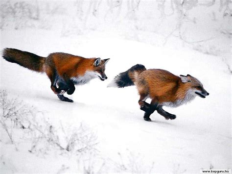 Chasing After The Fox Aww