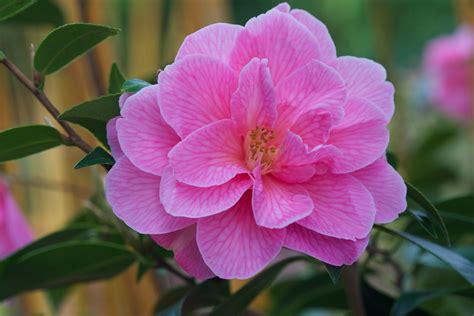 Maybe you would like to learn more about one of these? Pin on Backyard makeover