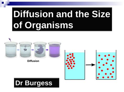 Gcse Biology 41 Diffusion And Gas Exchange Extra Lesson Teaching