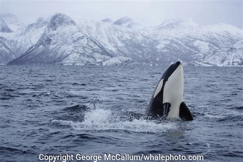 Breaching Killer Whale George Mccallum Whale And Marine Photography
