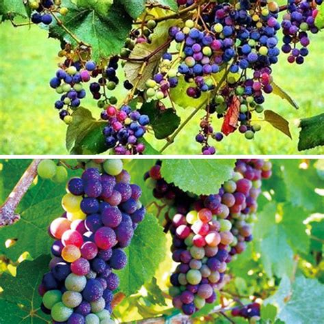20pcs Rainbow Grape Seeds Colorful Sweet Vine Plant Home Garden Farm