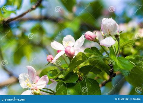 Background Of Blooming Beautiful Flowers Of Apple On A Sunny Day In