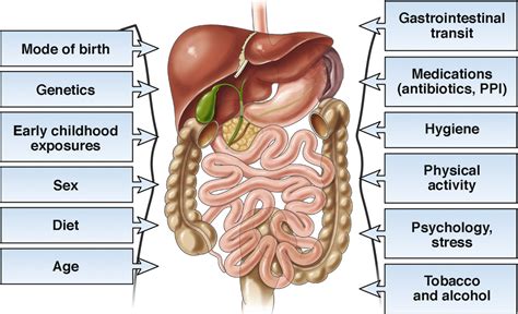 The Gut Microbiome In Adult And Pediatric Functional Gastrointestinal