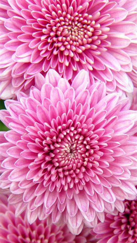 Chrysanthemum Flowers Iphone Wallpapers Free Download