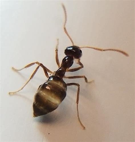 Ant With Enlarged Semi Translucent Abdomen Prenolepis Imparis