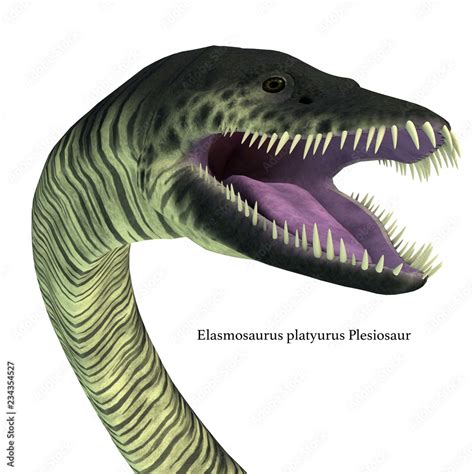 Elasmosaurus Reptile Head With Font Elasmosaurus Was A Marine Reptile