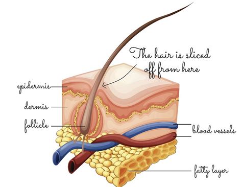You always though that shaving caused hair to grown back thicker, faster and darker. Does shaving cause hair to grow back thicker ...