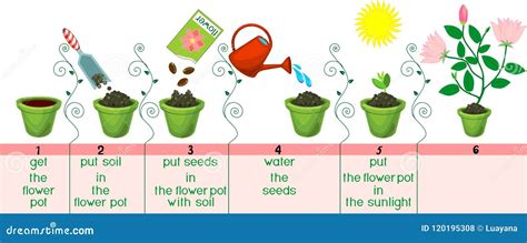 Instrucciones En Cómo Plantar La Flor En Orden De Pasos Ilustración Del
